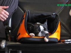 Các lý do EVA Air từ chối vận chuyển thú cưng bạn cần lưu ý